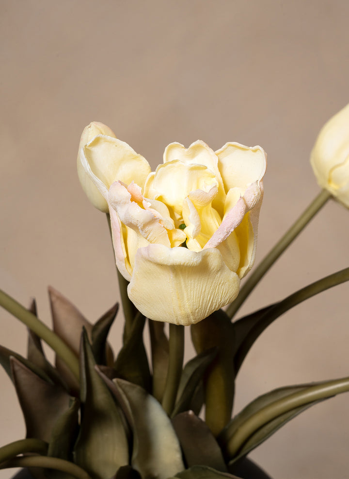 Herfst Tulpen - Ivoor