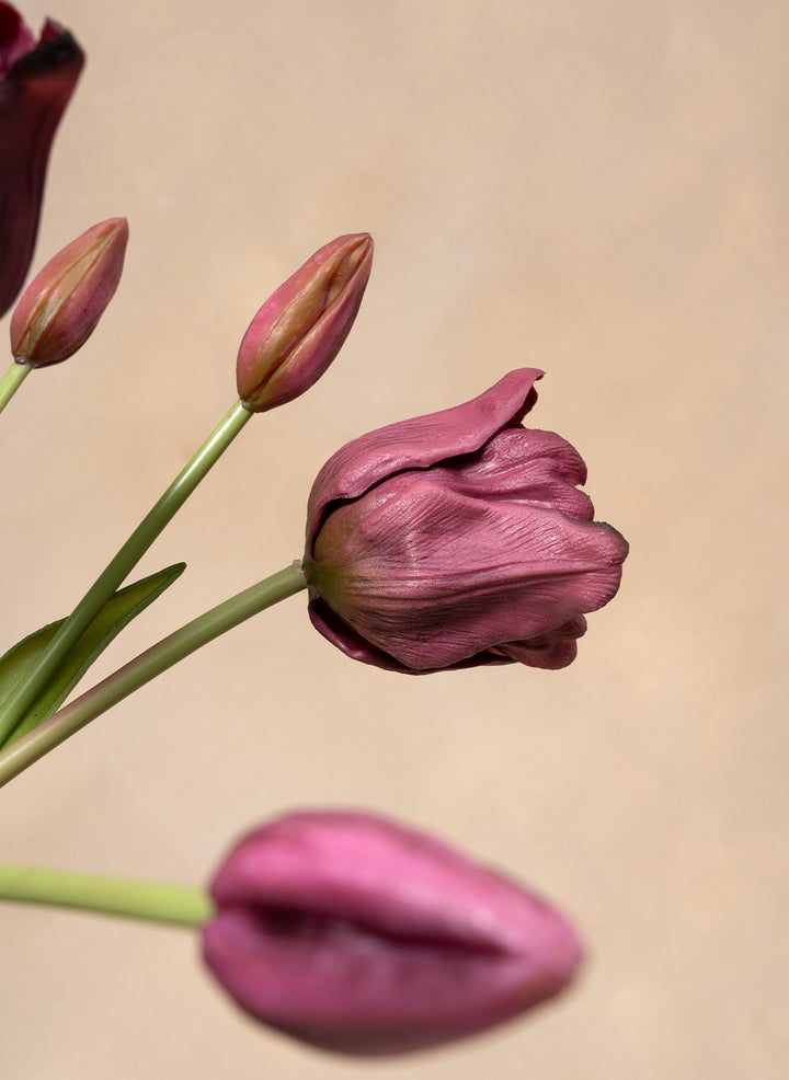 Herfst Tulpen - Paars