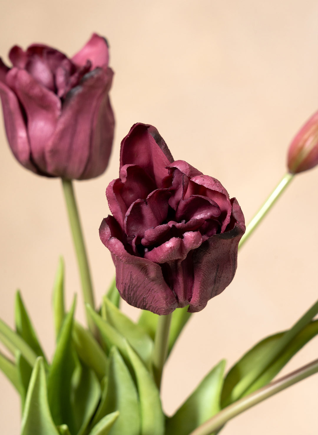 Herfst Tulpen - Paars