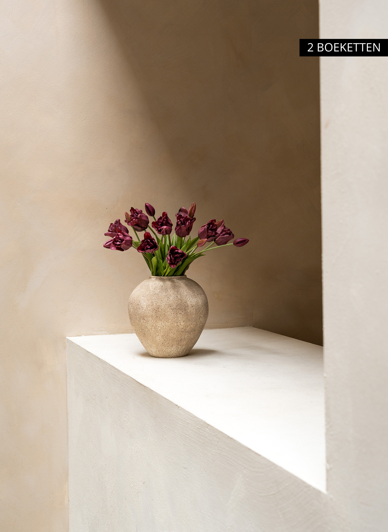 Tulipes Perroquet - Violet