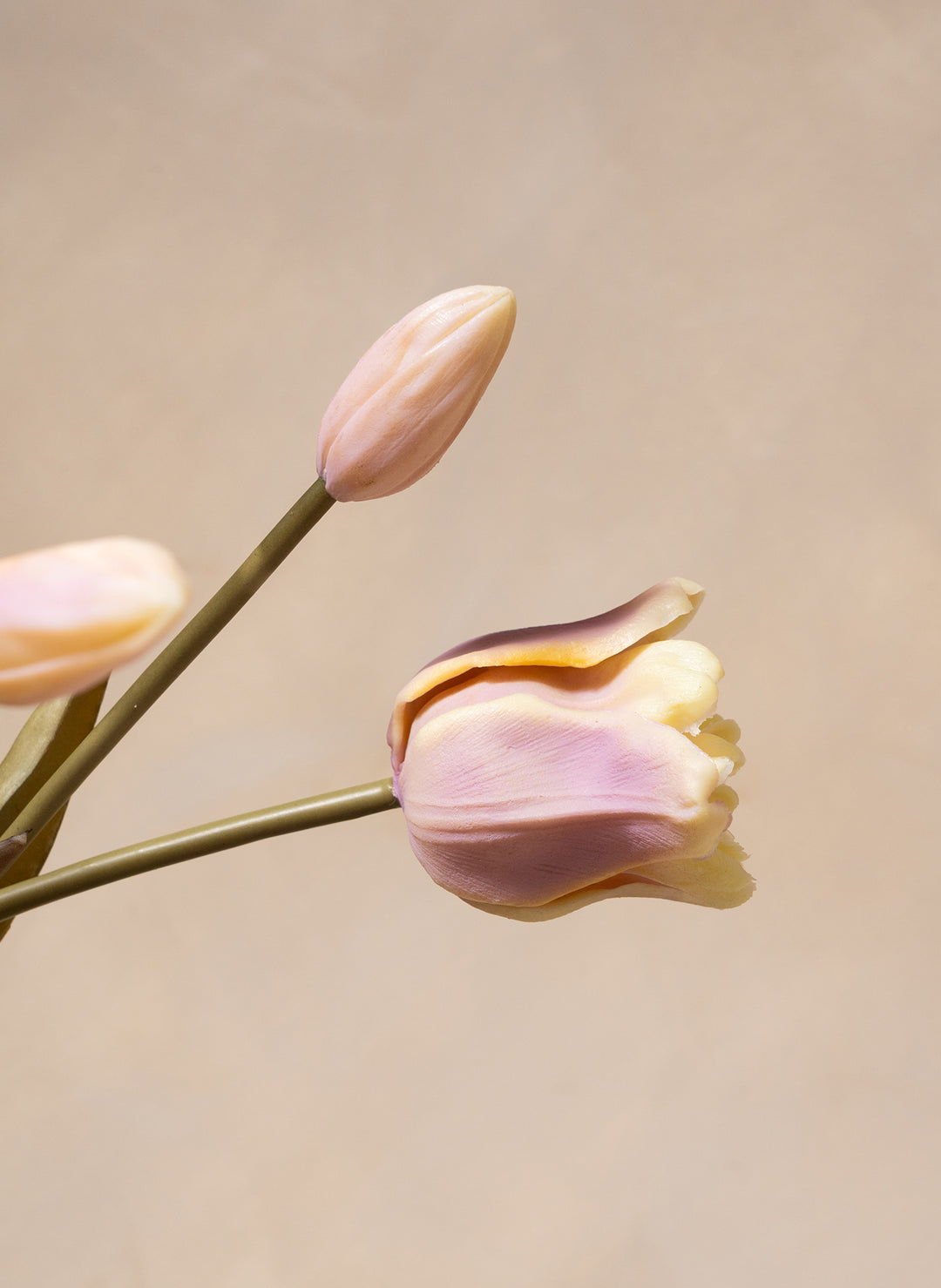 Herfst Tulpen - Violet
