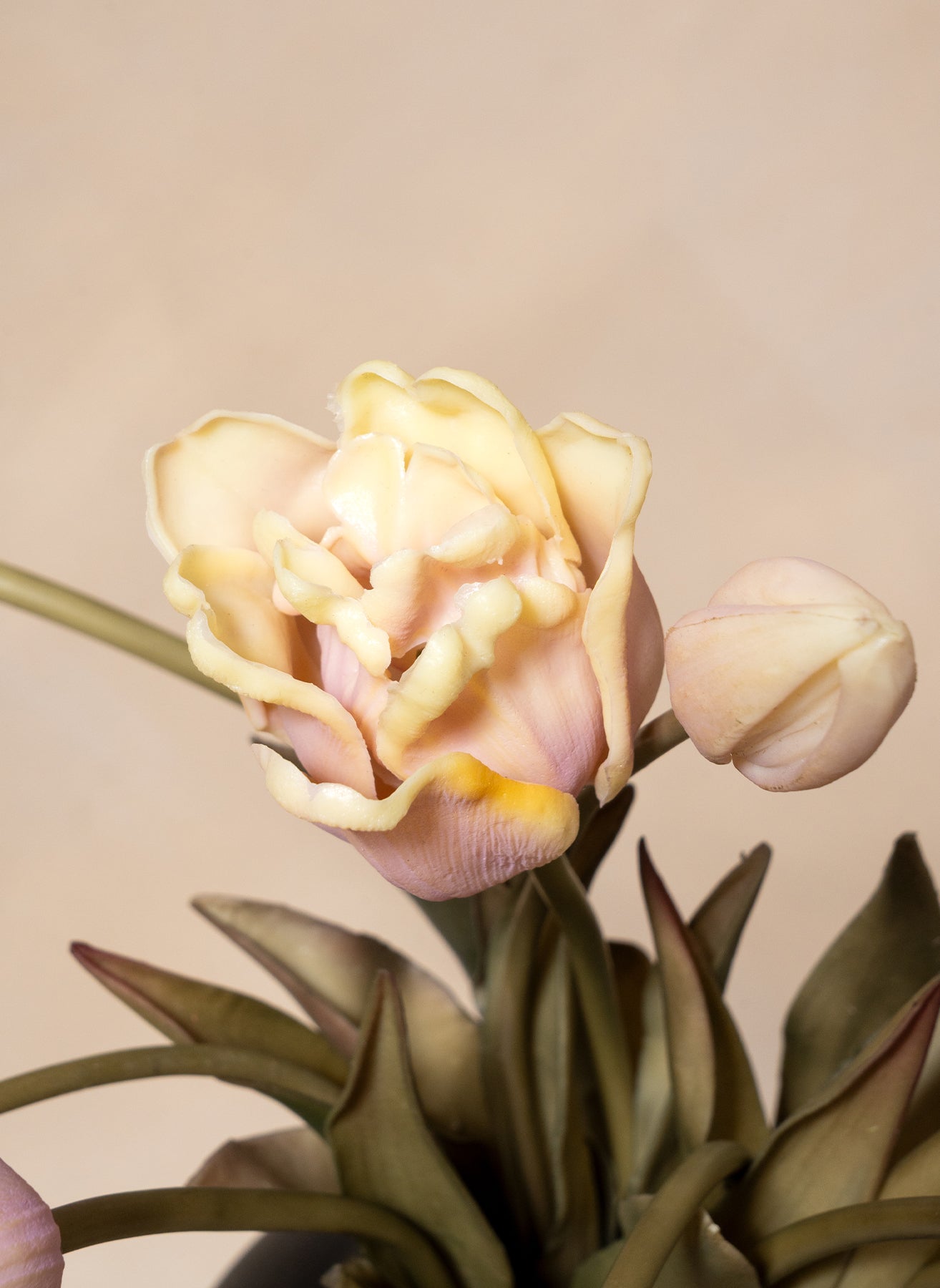 Papegaai Tulpen - Violet