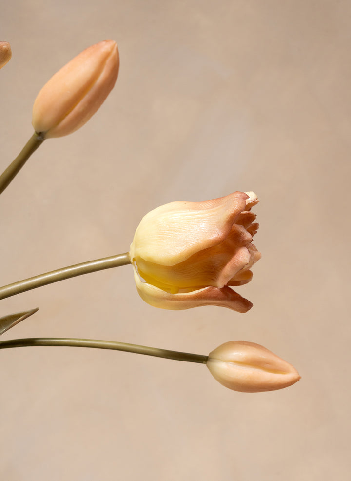 Herfst Tulpen - Koffie