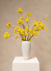 Winter Jasmijn - Geel
