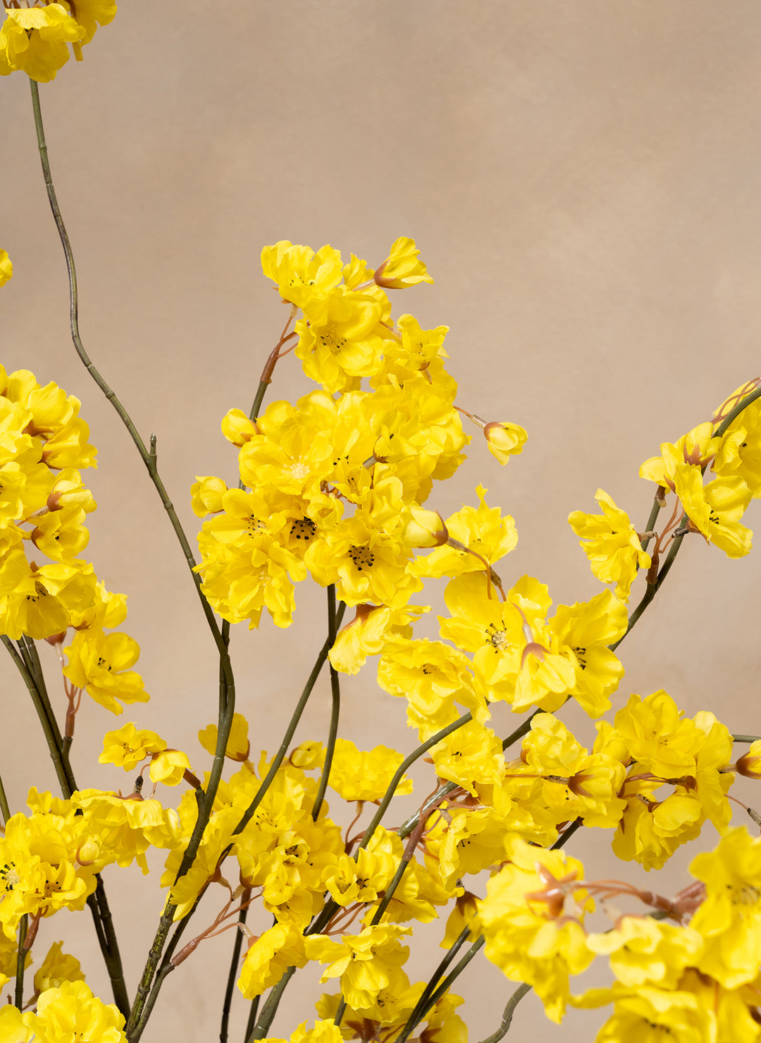 Winter Jasmijn - Geel