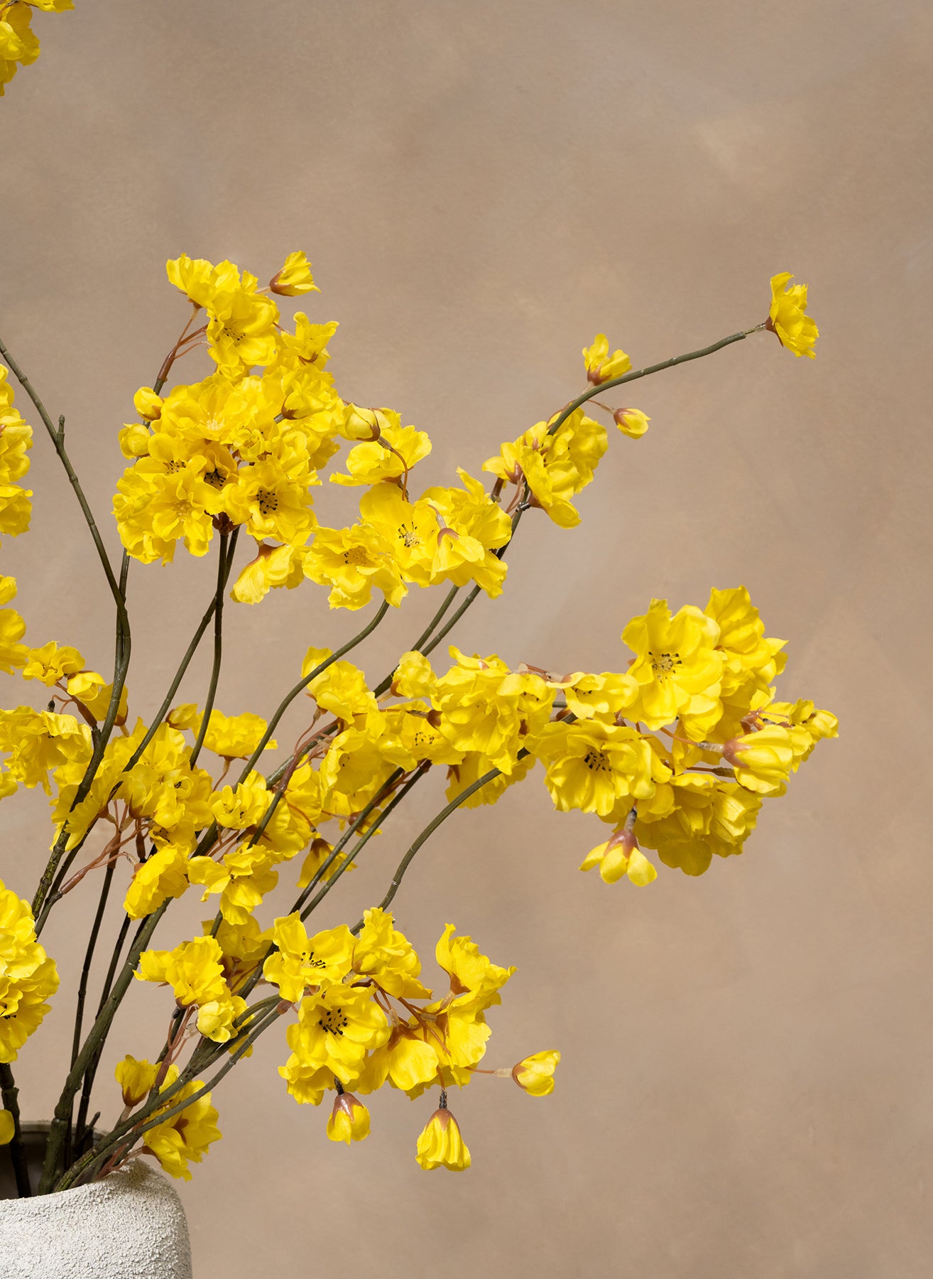 Winter Jasmijn - Geel