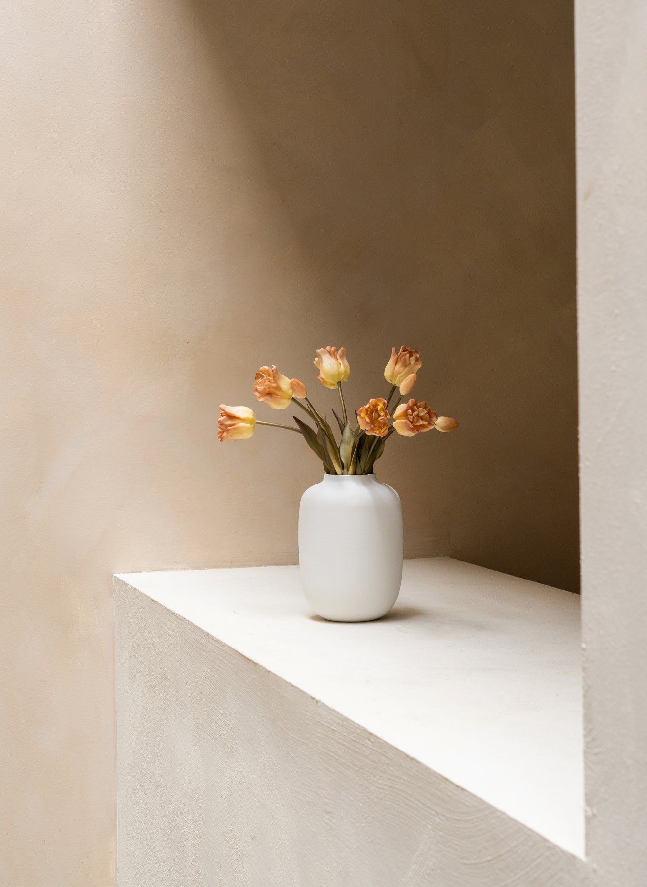 Tulipes Perroquet - Café